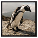 Afrikanischer Pinguin beobachtet auf Leinwandbild Quadratisch gerahmt Größe 60x60