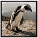 Afrikanischer Pinguin beobachtet auf Leinwandbild Quadratisch gerahmt Größe 70x70