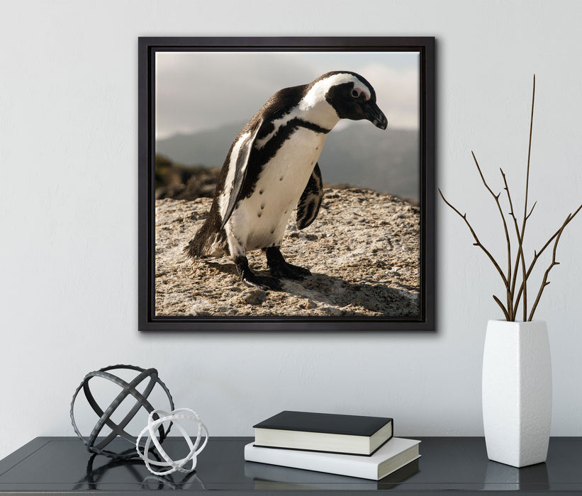 Afrikanischer Pinguin beobachtet  auf Leinwandbild Quadratisch gerahmt mit Kirschblüten