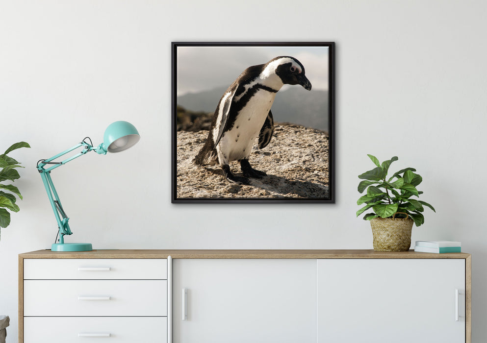 Afrikanischer Pinguin beobachtet auf Leinwandbild gerahmt Quadratisch verschiedene Größen im Wohnzimmer
