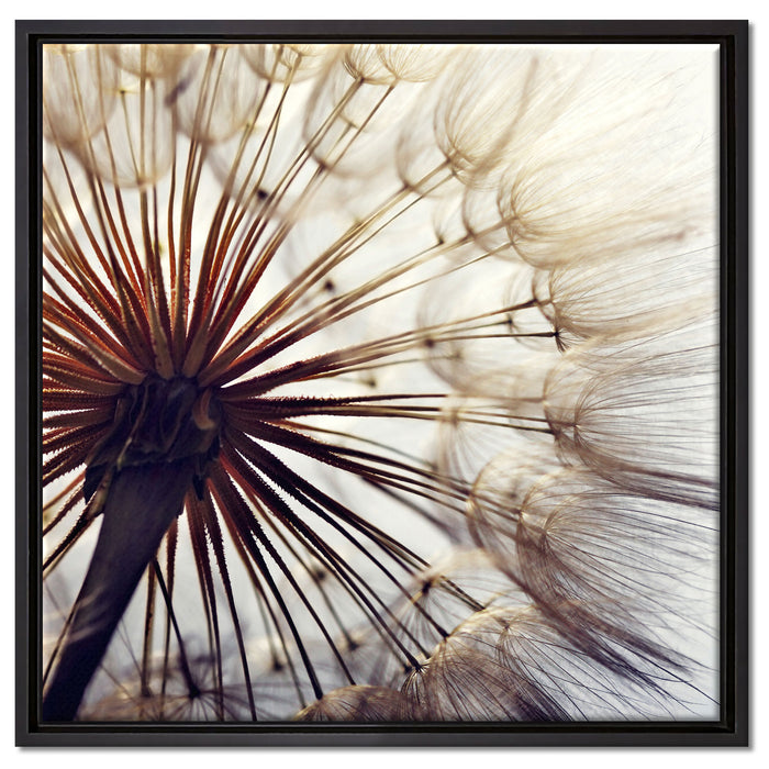 Schöne Pusteblume auf Leinwandbild Quadratisch gerahmt Größe 60x60