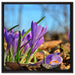 Exotische lila Krokusse auf Leinwandbild Quadratisch gerahmt Größe 60x60