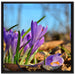 Exotische lila Krokusse auf Leinwandbild Quadratisch gerahmt Größe 70x70