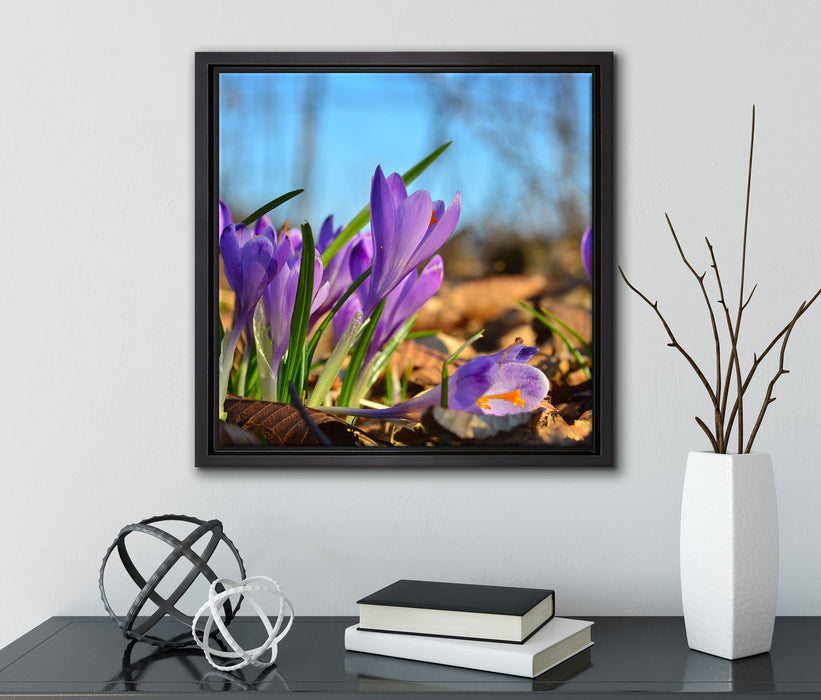 Exotische lila Krokusse  auf Leinwandbild Quadratisch gerahmt mit Kirschblüten