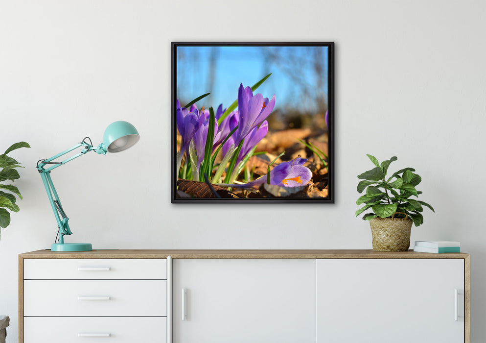 Exotische lila Krokusse auf Leinwandbild gerahmt Quadratisch verschiedene Größen im Wohnzimmer
