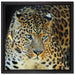 Prächtiger Leopard auf Leinwandbild Quadratisch gerahmt Größe 40x40