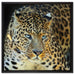 Prächtiger Leopard auf Leinwandbild Quadratisch gerahmt Größe 60x60