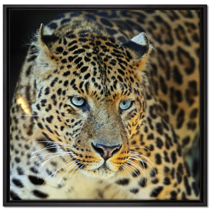 Prächtiger Leopard auf Leinwandbild Quadratisch gerahmt Größe 70x70