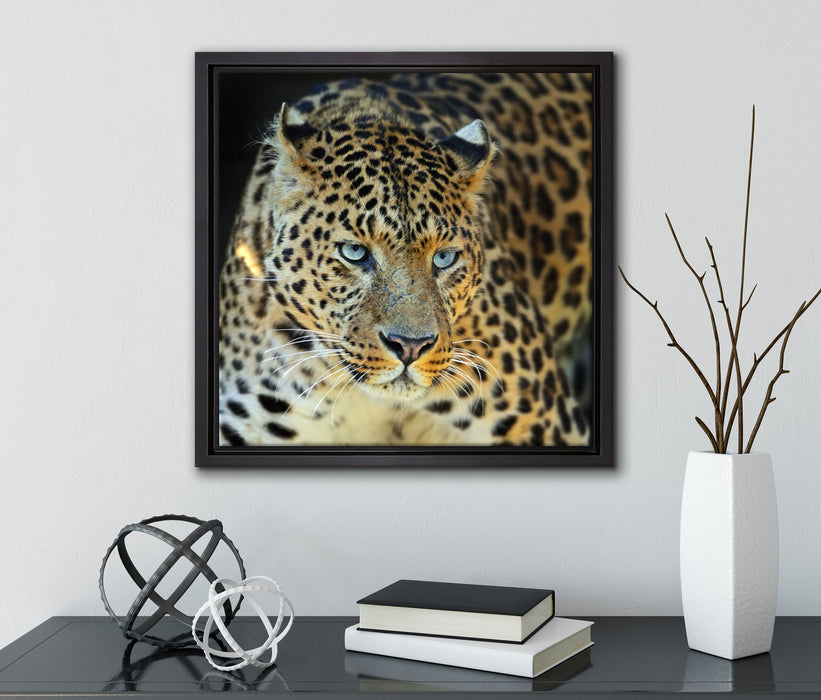 Prächtiger Leopard  auf Leinwandbild Quadratisch gerahmt mit Kirschblüten
