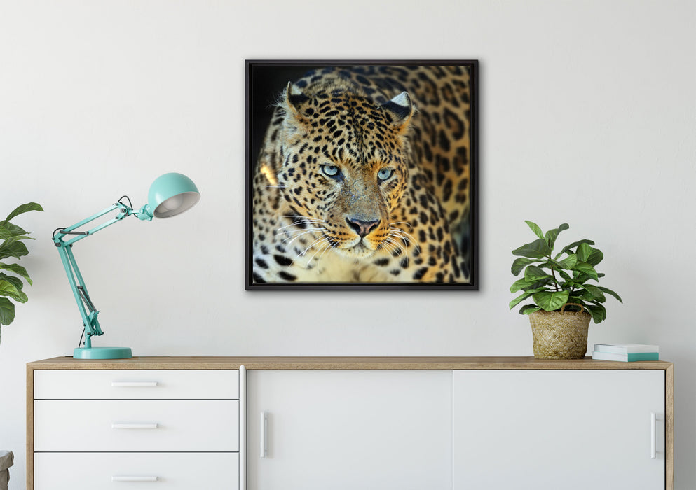 Prächtiger Leopard auf Leinwandbild gerahmt Quadratisch verschiedene Größen im Wohnzimmer