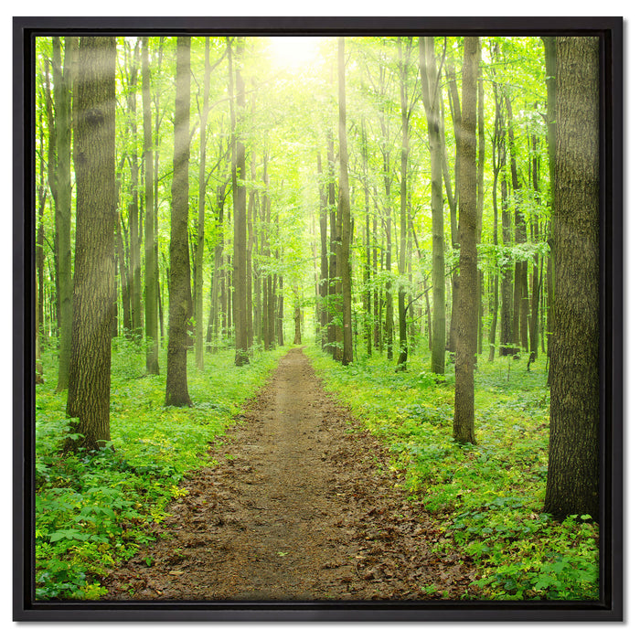 Sonne im Wald auf Leinwandbild Quadratisch gerahmt Größe 60x60