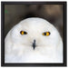 Prächtige schneeweiße Eule auf Leinwandbild Quadratisch gerahmt Größe 40x40