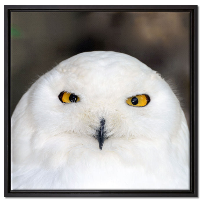 Prächtige schneeweiße Eule auf Leinwandbild Quadratisch gerahmt Größe 60x60