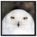 Prächtige schneeweiße Eule auf Leinwandbild Quadratisch gerahmt Größe 60x60