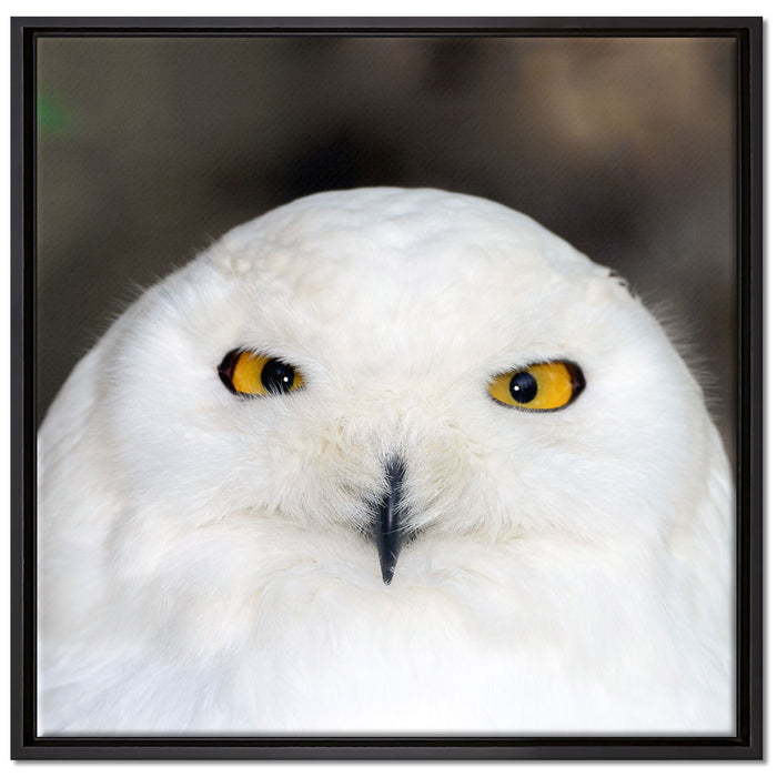 Prächtige schneeweiße Eule auf Leinwandbild Quadratisch gerahmt Größe 70x70