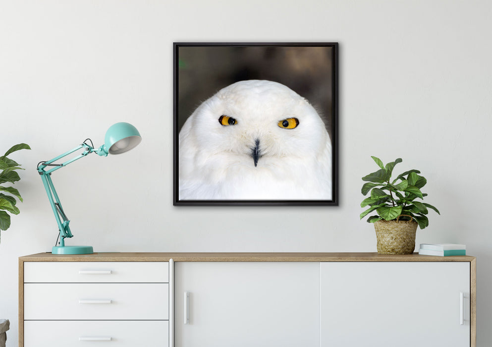 Prächtige schneeweiße Eule auf Leinwandbild gerahmt Quadratisch verschiedene Größen im Wohnzimmer