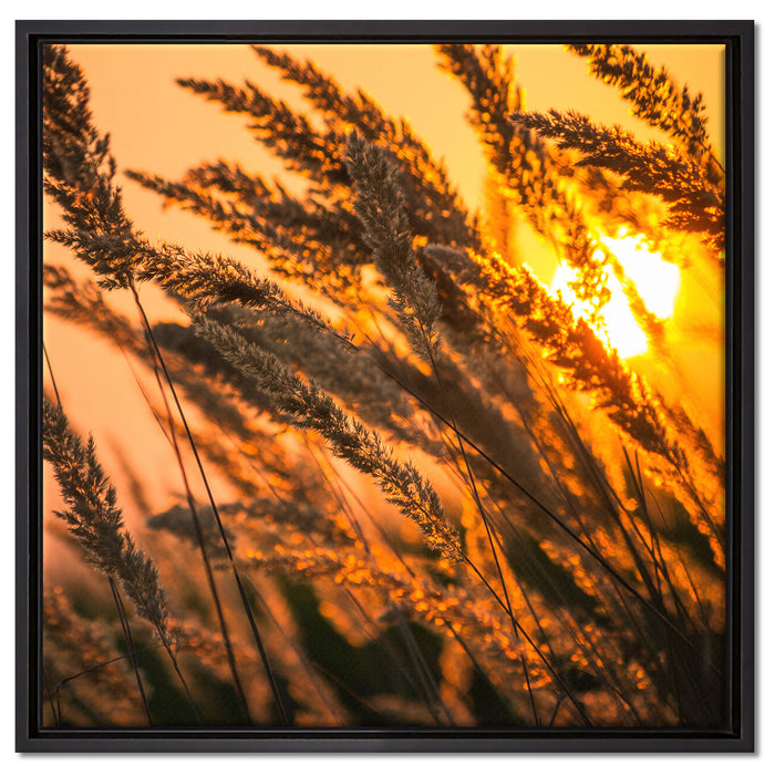 Schilf auf Leinwandbild Quadratisch gerahmt Größe 60x60