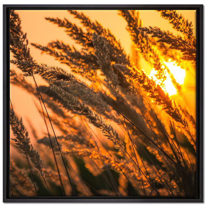 Schilf auf Leinwandbild Quadratisch gerahmt Größe 70x70