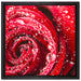 Rose mit Wassertropfen auf Leinwandbild Quadratisch gerahmt Größe 40x40