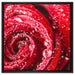Rose mit Wassertropfen auf Leinwandbild Quadratisch gerahmt Größe 60x60