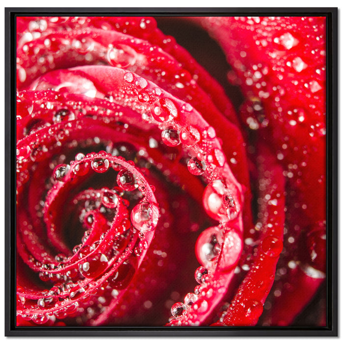 Rose mit Wassertropfen auf Leinwandbild Quadratisch gerahmt Größe 70x70