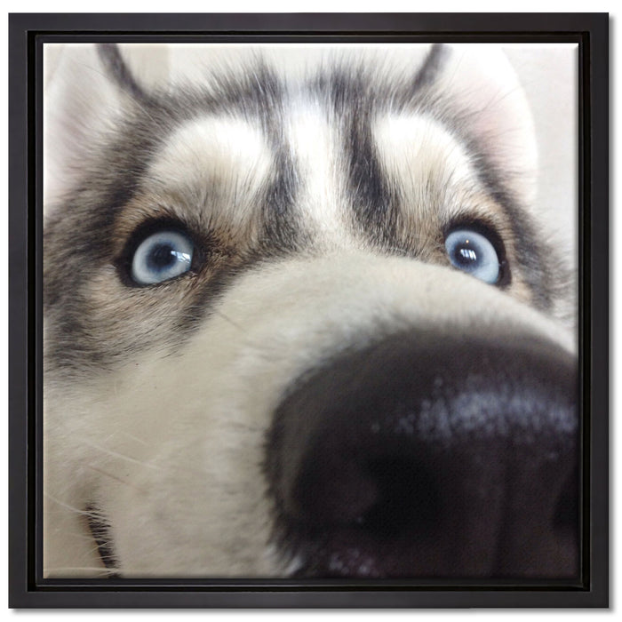 Glücklicher Husky auf Leinwandbild Quadratisch gerahmt Größe 40x40