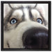 Glücklicher Husky auf Leinwandbild Quadratisch gerahmt Größe 40x40