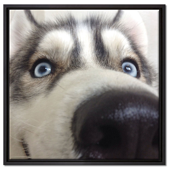 Glücklicher Husky auf Leinwandbild Quadratisch gerahmt Größe 60x60