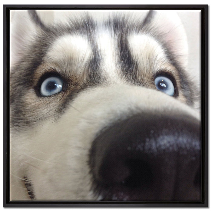 Glücklicher Husky auf Leinwandbild Quadratisch gerahmt Größe 70x70