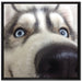 Glücklicher Husky auf Leinwandbild Quadratisch gerahmt Größe 70x70