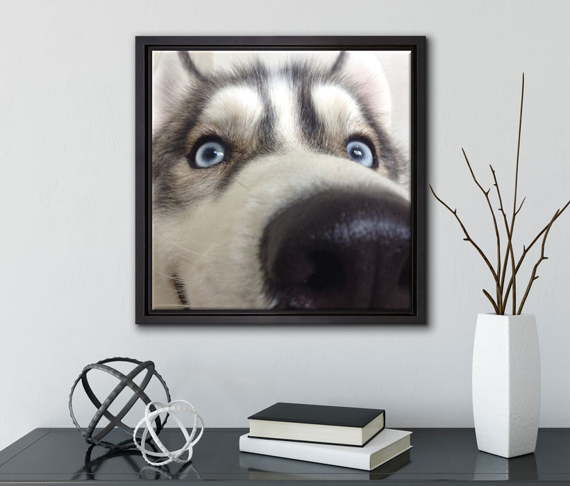 Glücklicher Husky  auf Leinwandbild Quadratisch gerahmt mit Kirschblüten