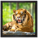 Tiger auf einem Stein auf Leinwandbild Quadratisch gerahmt Größe 40x40