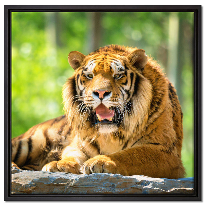 Tiger auf einem Stein auf Leinwandbild Quadratisch gerahmt Größe 60x60
