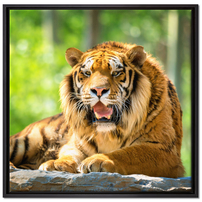 Tiger auf einem Stein auf Leinwandbild Quadratisch gerahmt Größe 70x70