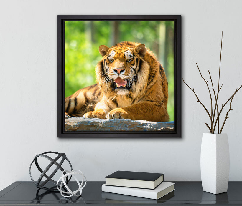 Tiger auf einem Stein  auf Leinwandbild Quadratisch gerahmt mit Kirschblüten