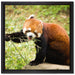 Niedlicher roter Panda auf Leinwandbild Quadratisch gerahmt Größe 40x40