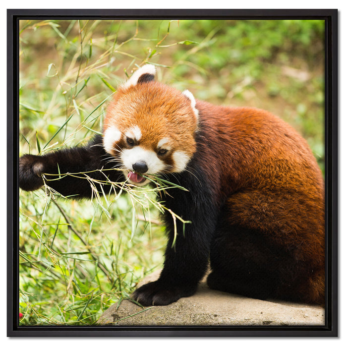 Niedlicher roter Panda auf Leinwandbild Quadratisch gerahmt Größe 60x60