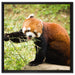 Niedlicher roter Panda auf Leinwandbild Quadratisch gerahmt Größe 60x60