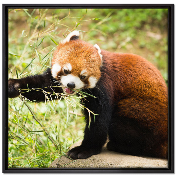 Niedlicher roter Panda auf Leinwandbild Quadratisch gerahmt Größe 70x70