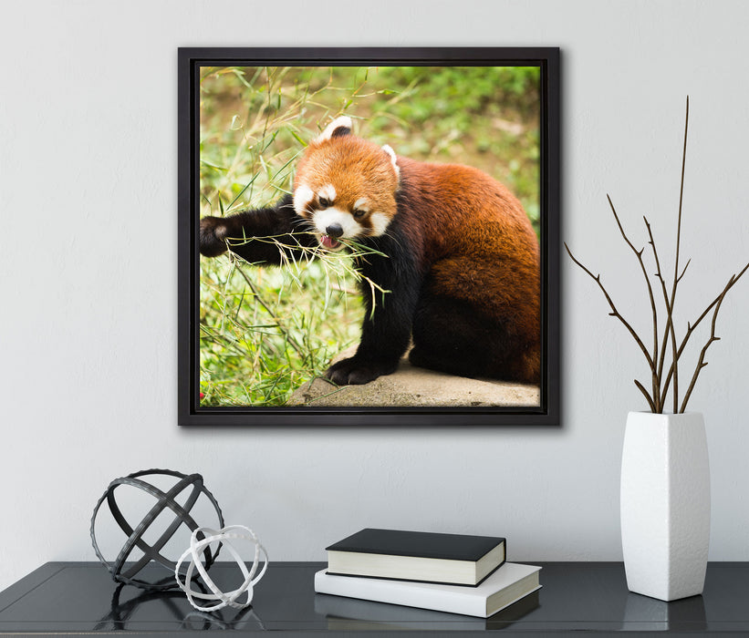 Niedlicher roter Panda  auf Leinwandbild Quadratisch gerahmt mit Kirschblüten