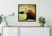 Niedlicher roter Panda auf Leinwandbild gerahmt Quadratisch verschiedene Größen im Wohnzimmer