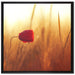 Einzelne rote Rose im Sonnenlicht auf Leinwandbild Quadratisch gerahmt Größe 70x70