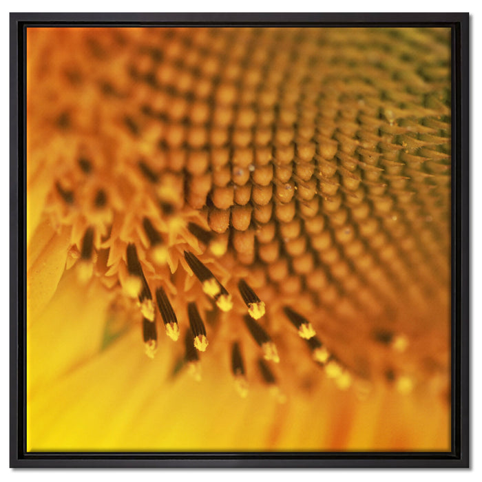 Wunderschöne gelbe Sonnenblume auf Leinwandbild Quadratisch gerahmt Größe 60x60
