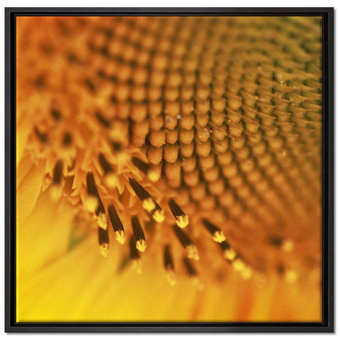 Wunderschöne gelbe Sonnenblume auf Leinwandbild Quadratisch gerahmt Größe 70x70