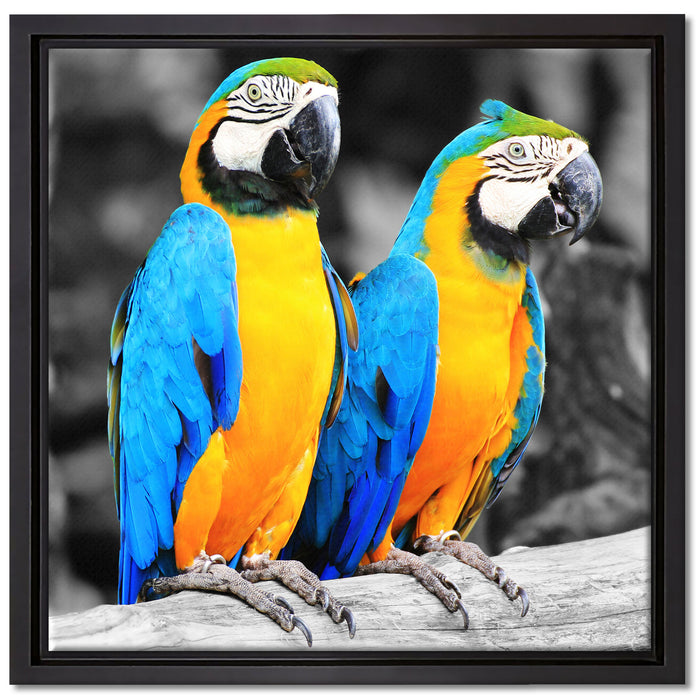 Zwei Papageien auf Leinwandbild Quadratisch gerahmt Größe 40x40