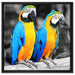 Zwei Papageien auf Leinwandbild Quadratisch gerahmt Größe 60x60