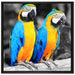 Zwei Papageien auf Leinwandbild Quadratisch gerahmt Größe 70x70