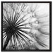 Schöne Pusteblume auf Leinwandbild Quadratisch gerahmt Größe 60x60