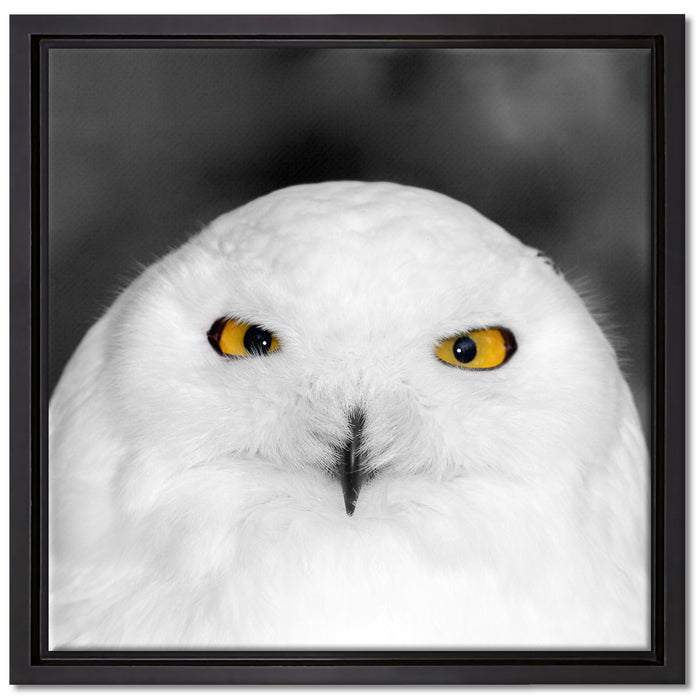 Prächtige schneeweiße Eule auf Leinwandbild Quadratisch gerahmt Größe 40x40