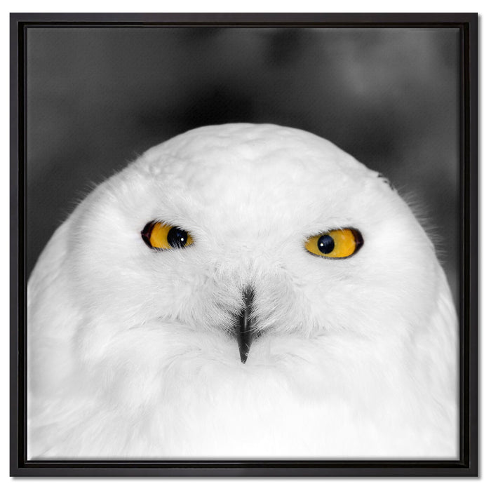 Prächtige schneeweiße Eule auf Leinwandbild Quadratisch gerahmt Größe 60x60